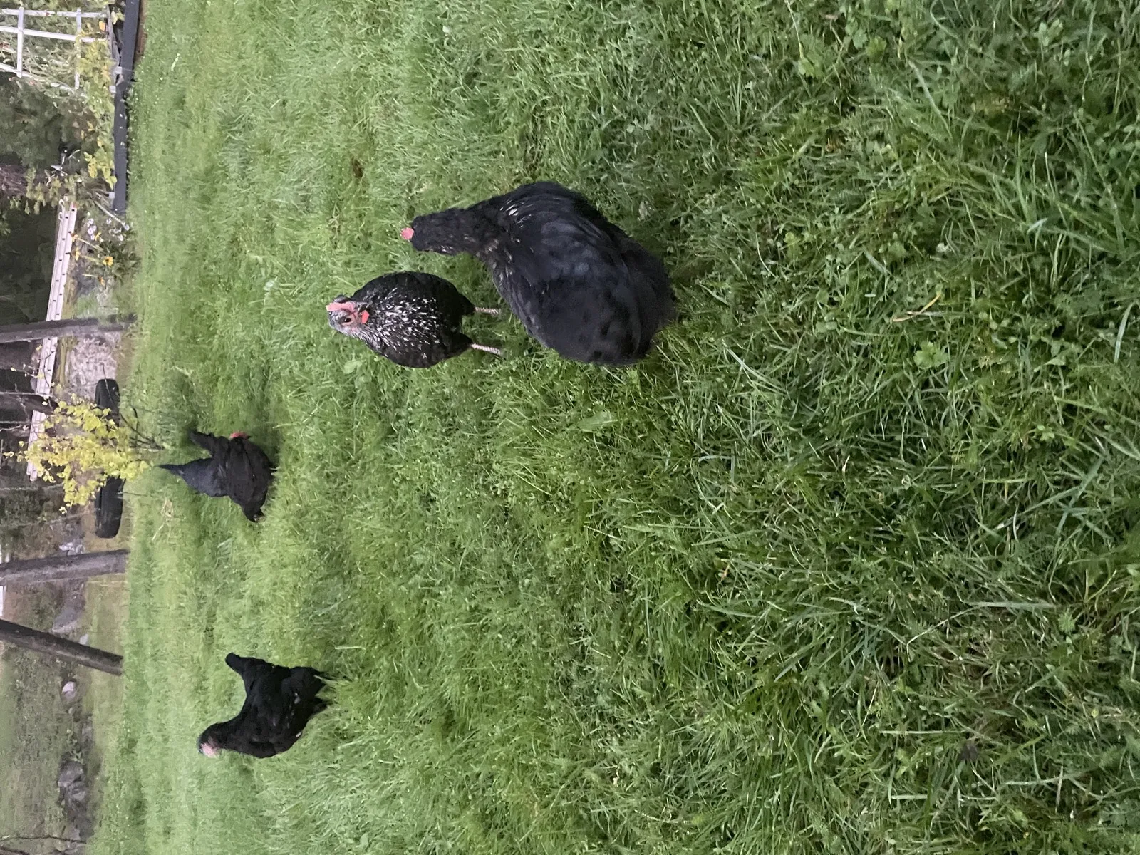 Svarta höns i trädgård, troligen Australorp