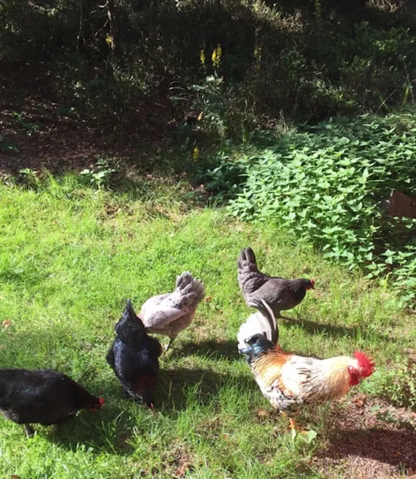 Hönsflock i trädgård