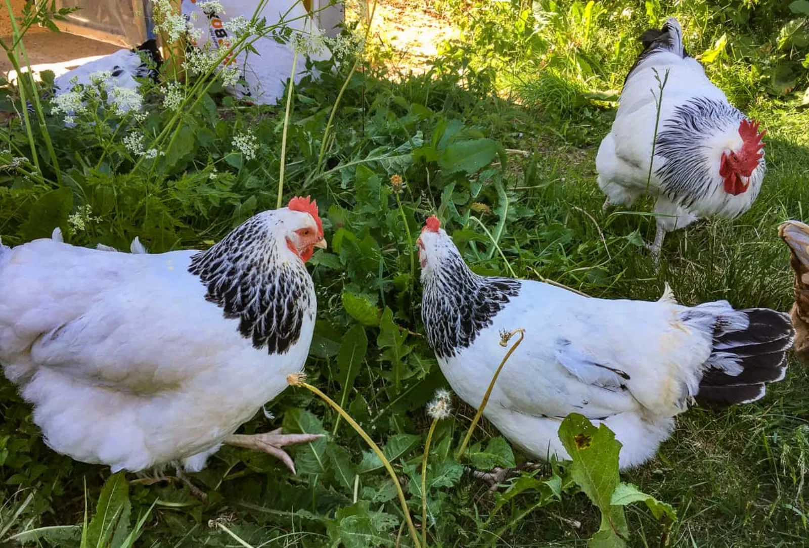 Vita Sussex-höns i trädgård